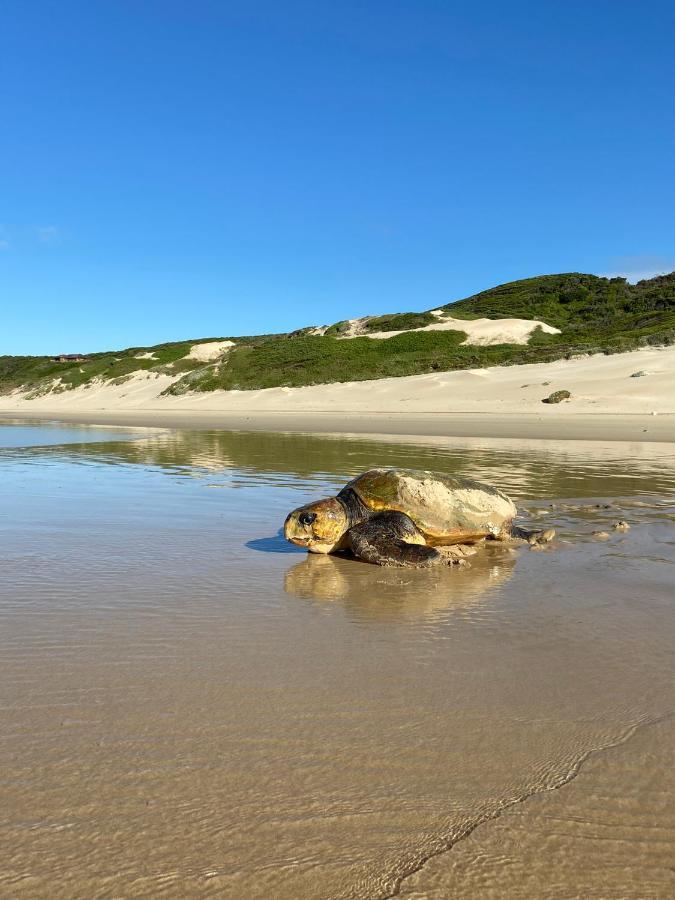 Soutelande Country Stay - Close To 1#Beach In Pe Порт-Елізабет Екстер'єр фото